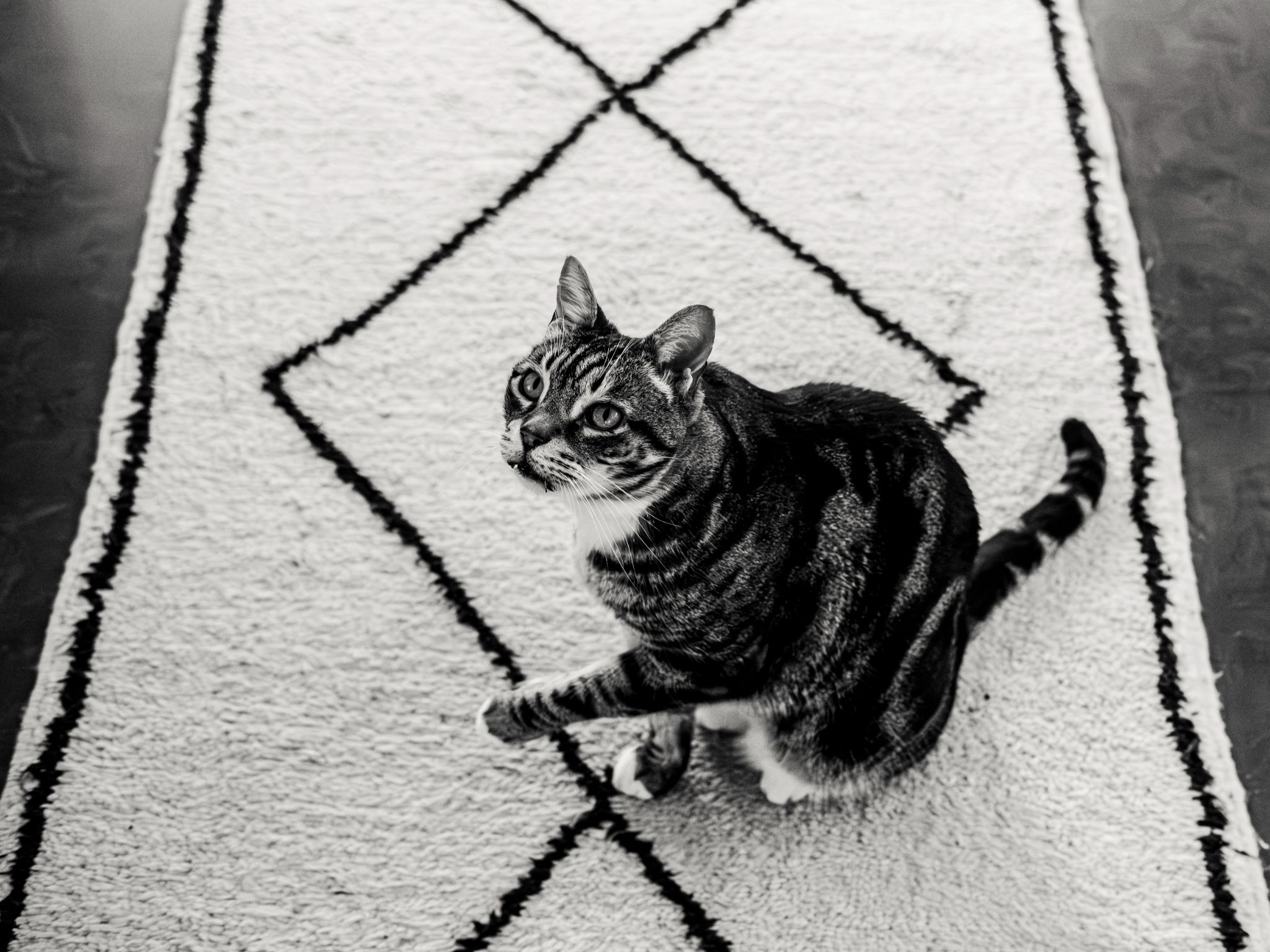  DSF2402 Avec accentuation Bruit